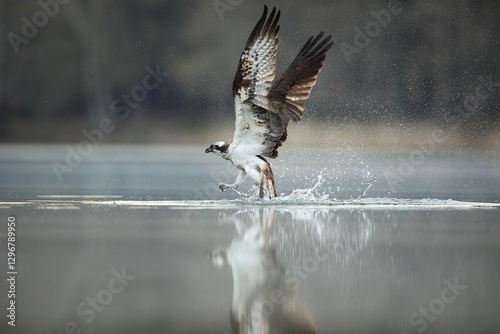Rybołów (Pandion haliaetus), osprey