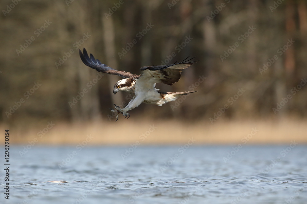 Rybołów (Pandion haliaetus), osprey