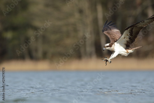 Obraz na płótnie Rybołów (Pandion haliaetus), osprey w salonie