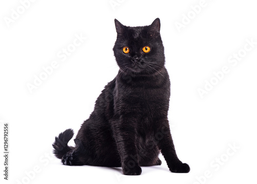 Black british shorthair cat sitting and posing on white background