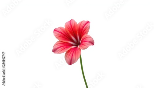 A single, vibrant bloom isolated against a pure white backdrop, commercial, petal