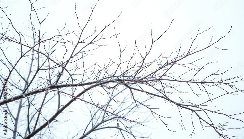 Obraz premium Intricate bare branches, stark white backdrop, winter feel, wood, abstract