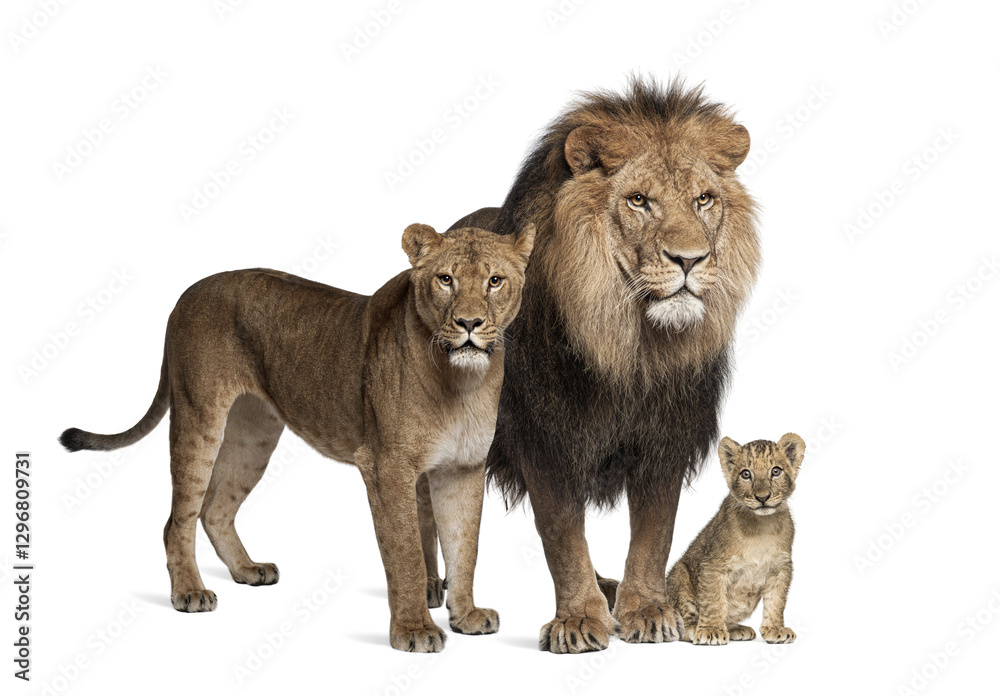 Obraz premium Family of lion, adult and cub, isolated. Wild cat