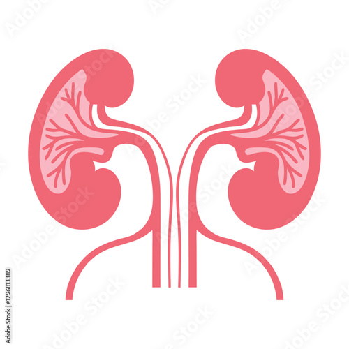Human kidney design vector illustration