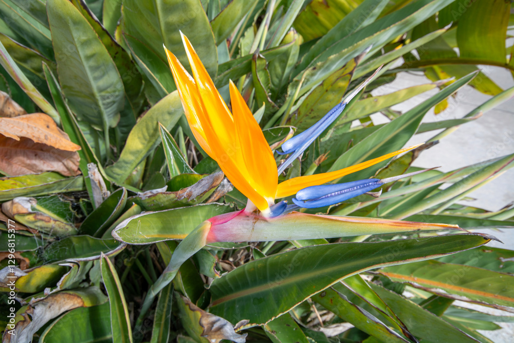 Beautiful orange flower found in warm countries.Strelitzia reginae or bird of paradise.