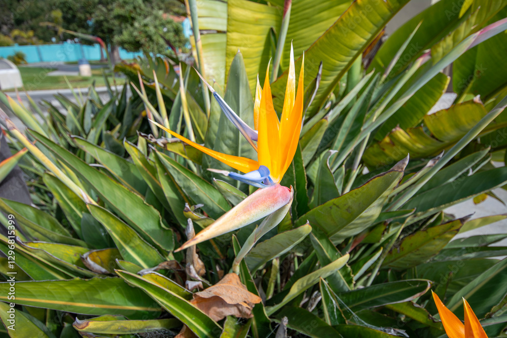 Beautiful orange flower found in warm countries.Strelitzia reginae or bird of paradise.