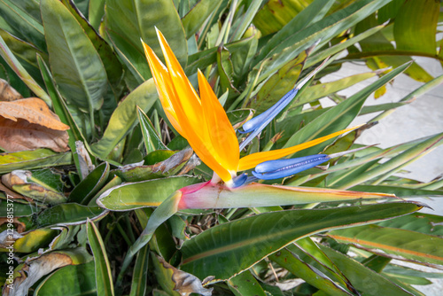 Beautiful orange flower found in warm countries.Strelitzia reginae or bird of paradise.