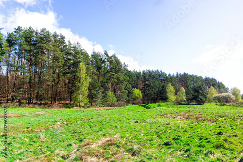 Wild, green meadow in forest. Kashubia Poland. photo