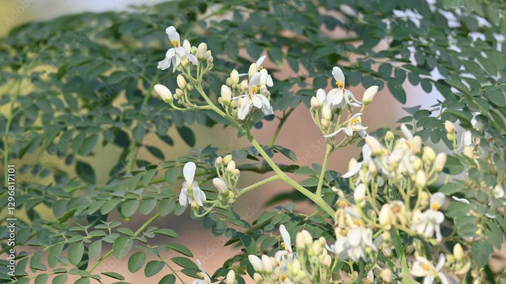 Moringa tree flowers. This is a Moringaceae family tree. Its other names  moringa, drumstick tree, horseradish, and ben oil tree and benzolive. Vegetable is made from this flower. White flower. 
