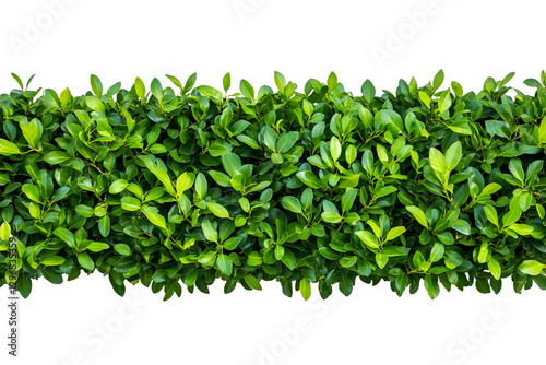 An entire horizontal boxwood hedge with bright green leaves, isolated on a transparent background.