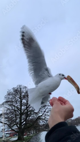 Seagull feeding - Very friendly seagull takes bread, Feeding Bird Against Sky, Slow Motion. A flock of seagulls feeding in the sea coast. Seagulls eating cheese and crackers at the beach, horizontal