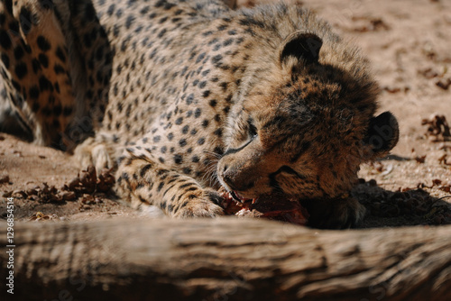 Canvas Print Wild cat Cheetah feeding in one of african nature reserves in Namibia