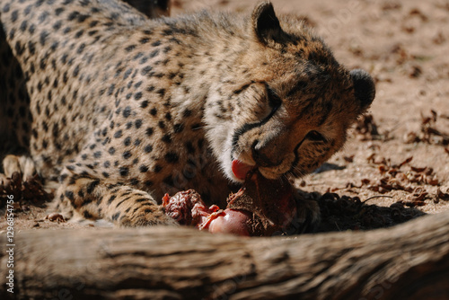 Photography Wild cat Cheetah feeding in one of african nature reserves in Namibia