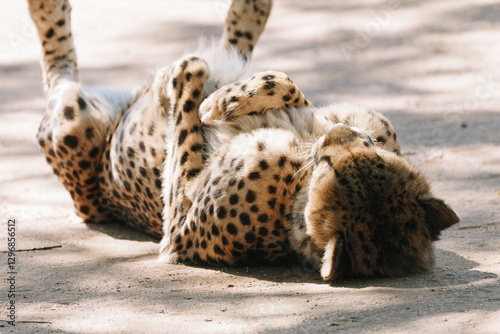 Canvas Print Wild cat Cheetah lying down after feeding in one of african nature reserves afte