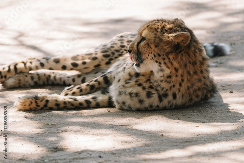 Photography Wild cat Cheetah lying down and licking itself after feeding in one of african n