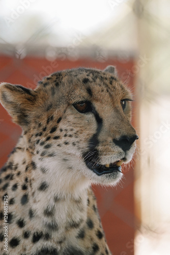 Canvas Print Wild cat Cheetah in one of african nature reserves before feeding