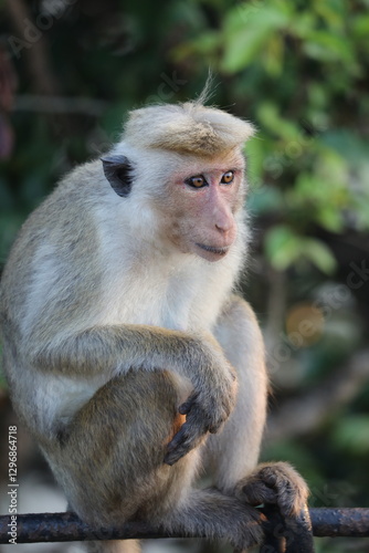 Portrait d'un macaque à toque - Sri Lanka