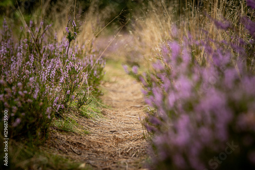 Pfad durch die Heide