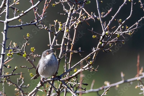 A Sardinian warbler (Curruca melanocephala) perches on a budding branch, surrounded by early spring growth, with its striking red eye contrasting against its gray plumage photo