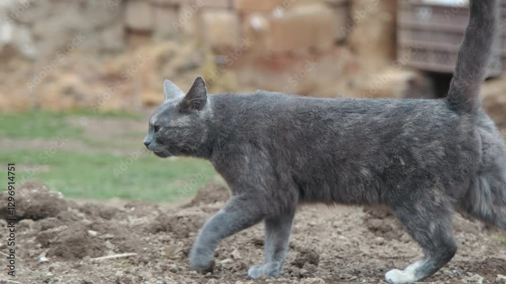 A grey cat wanders around the courtyard of a village house, sniffing the ground and looking for prey. Chickens roaming freely in the background symbolise the harmony of natural life. A grey cat wanders around the courtyard of a village house, sniffing the ground and looking for prey. Chickens roaming freely in the background symbolise the harmony of natural life.
