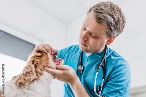 Obraz na plátně Dental exam performing by a veterinarian to determine the pet dog's teeth health