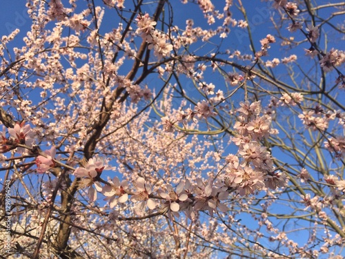 Cherry blossom closeups on blue daylight sky background with bee in focus