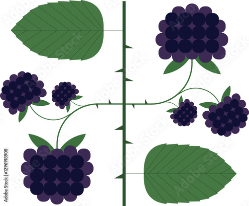 Blackberry vector illustration