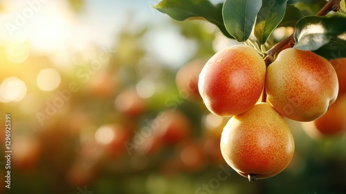 Golden pears hang from a tree branch, illuminated by soft sunset light, offering a picturesque view that captures the essence of nature’s beauty and harmony during twilight.
