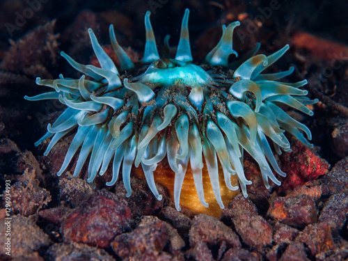 Sea anemone from Norway photo