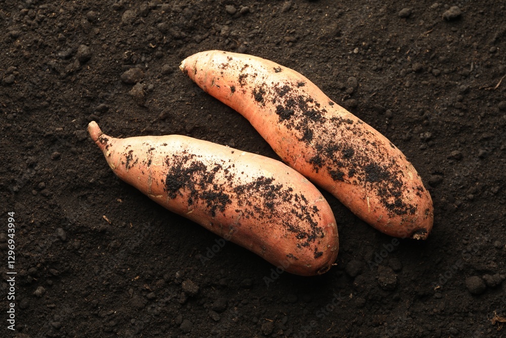 Fototapeta premium Raw sweet potatoes on soil, top view. Root vegetable