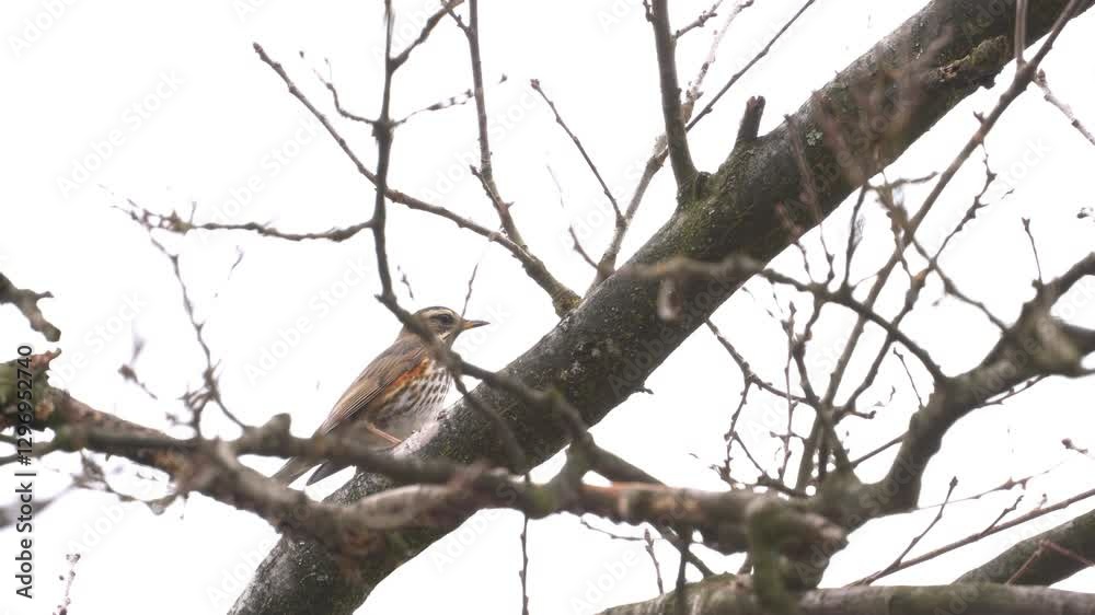 Fieldfare watches from a tree branch (Turdus pilaris) - (4K) Fieldfare watches from a tree branch (Turdus pilaris) - (4K)