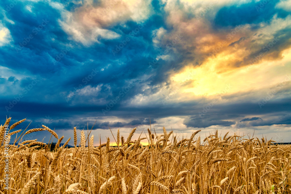 View of a wheat field against a beautiful sunset sky. Rural landscapes landscapes under bright sunlight.