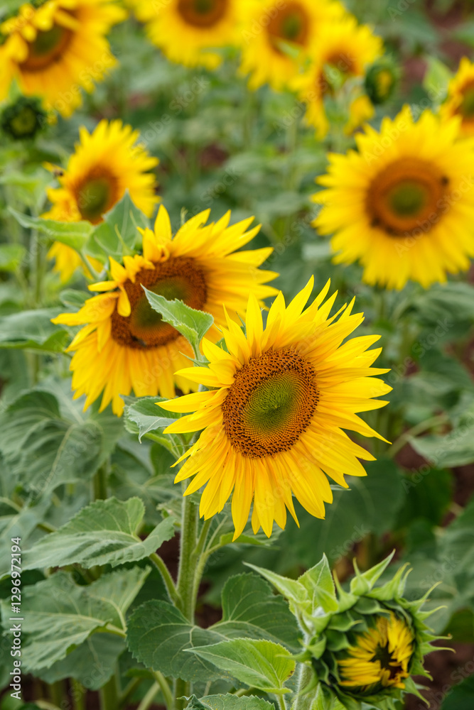 A close-up of a blooming sunflower in a vast sunflower field. Sunflowers field close view.