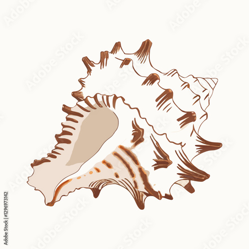 Sea shells  white isolated background vector  illustration