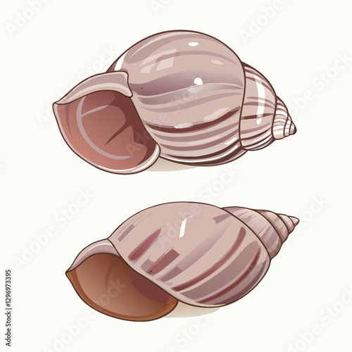 Seashells vector  illustration