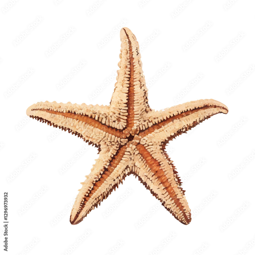 Small star fish seastar isolated white background vector illustration Small star fish seastar isolated white background vector illustration