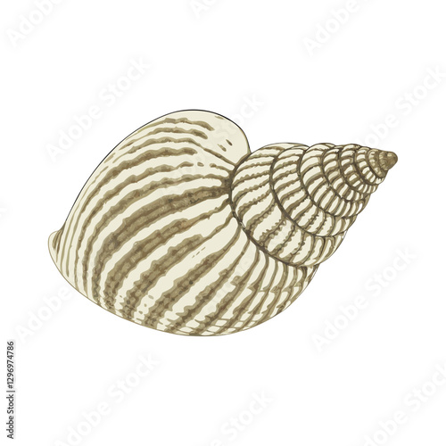 Close-up of shell against white background vector  illustration