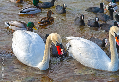 Fototapeta Naklejka Na Ścianę i Meble -  ducks and swans