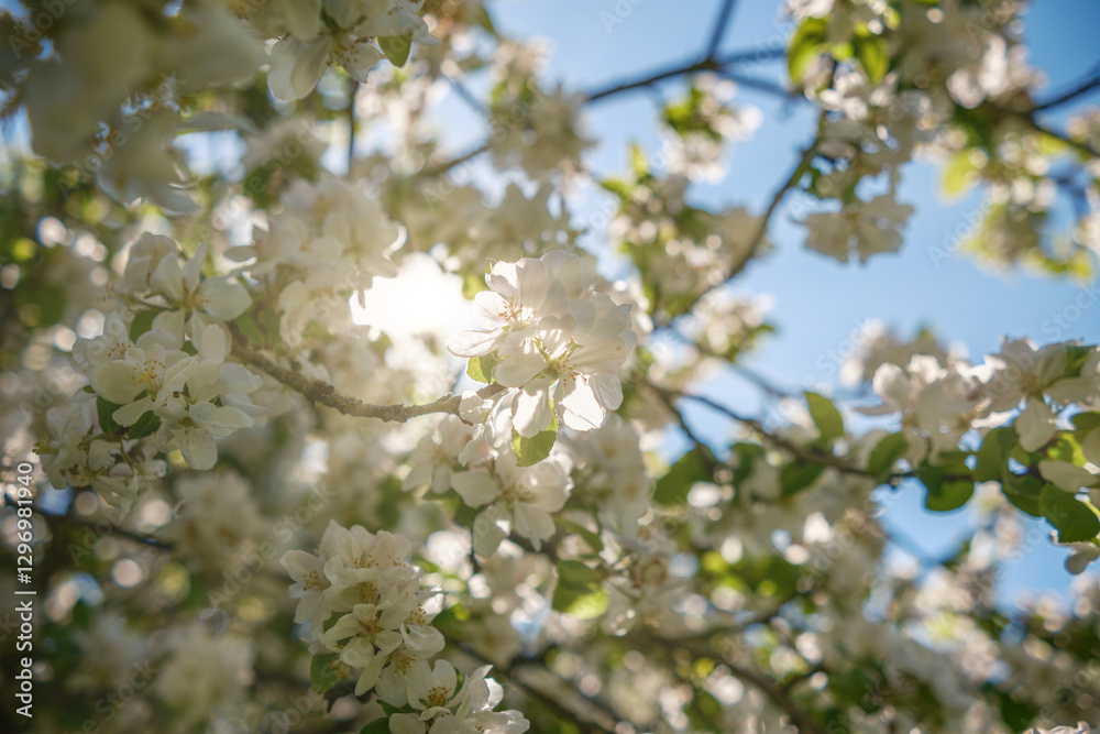 The Delightful and Captivating View of Blossoming Flowers Under the Bright and Warm Sunlight