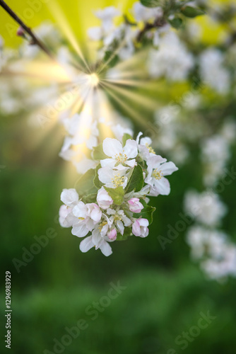 Obraz na płótnie The Delightful and Captivating View of Blossoming Flowers Under the Bright and Warm Sunlight w salonie