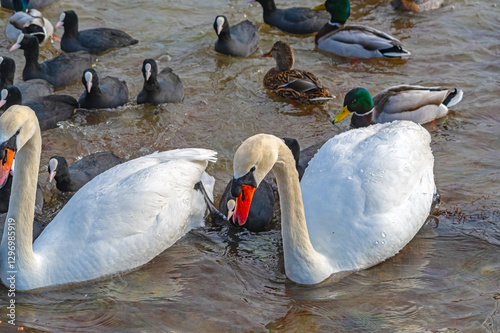 Fototapeta Naklejka Na Ścianę i Meble -  ducks and swans