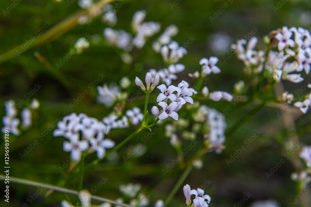 Macro photo of a dyer woodruff flower, Asperula tinctoria Macro photo of a dyer woodruff flower, Asperula tinctoria