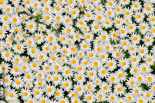 Wild daisy flowers growing on meadow. Meadow with lots of white and pink spring daisy flowers. panoramic spring web banner.	