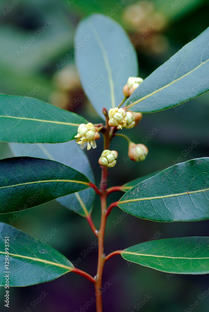 Green leaves and flowers of the laurel (Laurus nobilis) Green leaves and flowers of the laurel (Laurus nobilis)