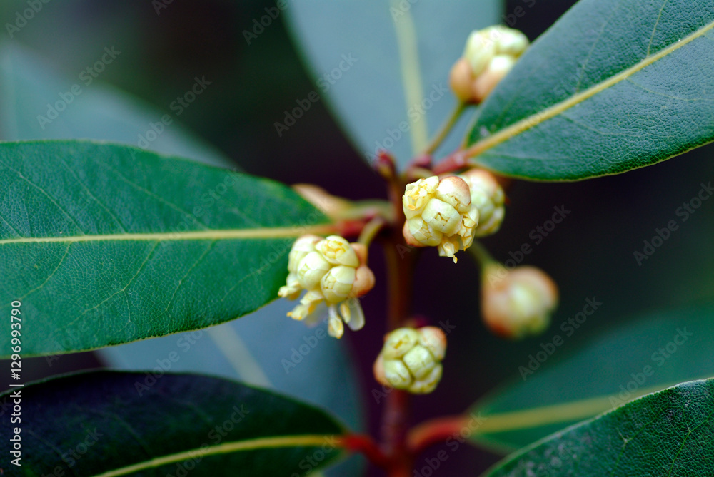 Green leaves and flowers of the laurel (Laurus nobilis) Green leaves and flowers of the laurel (Laurus nobilis)