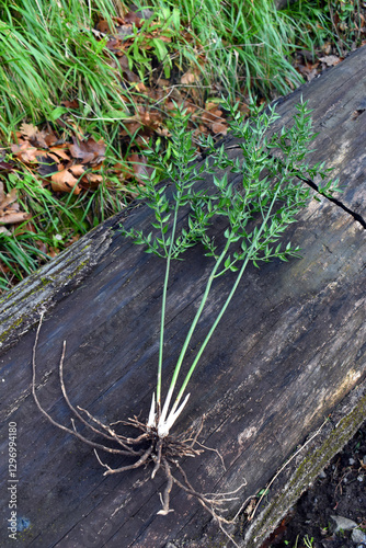 Fotografie Specimen of butcher's broom (Ruscus aculeatus) showing its roots