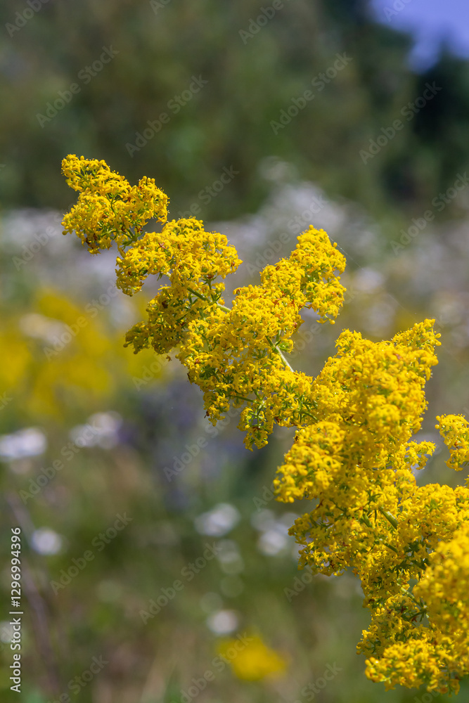 Closeup yellow flowers of lady's bedstraw, yellow bedstraw Galium verum in a Dutch garden. Family Rubiaceae. Summer, August, Netherlands Closeup yellow flowers of lady's bedstraw, yellow bedstraw Galium verum in a Dutch garden. Family Rubiaceae. Summer, August, Netherlands