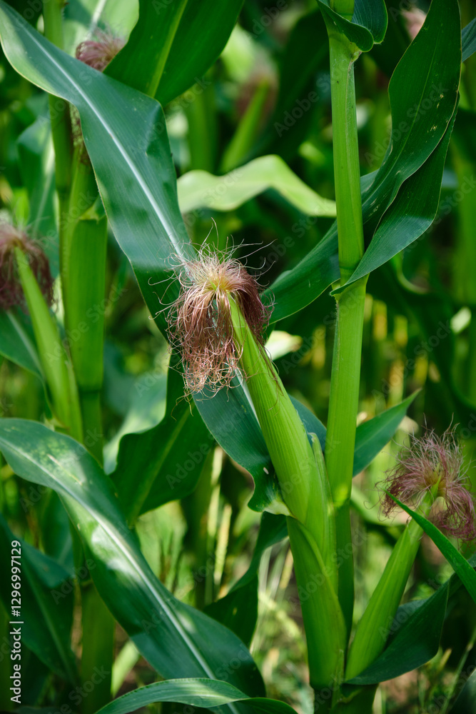 Corn field close up. Selective focus. Green Maize Corn Field Plantation in Summer Agricultural Season.