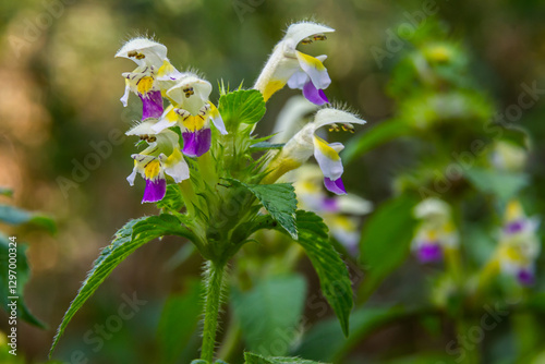Summer among the wild herbs blossoms of nettle Galeopsis speciosa