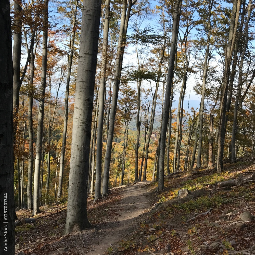 Obraz premium Dobogoko